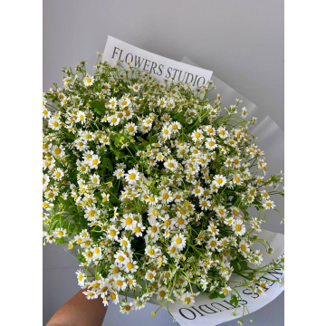 Chamomile